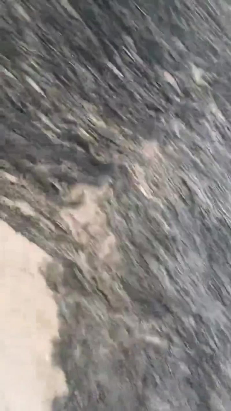 干海带，海带头海带结沙菜海带长板海带短板海带