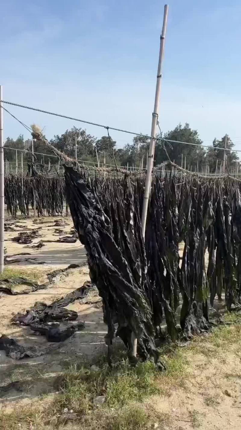 干海带，海带头海带结沙菜海带长板海带短板海带