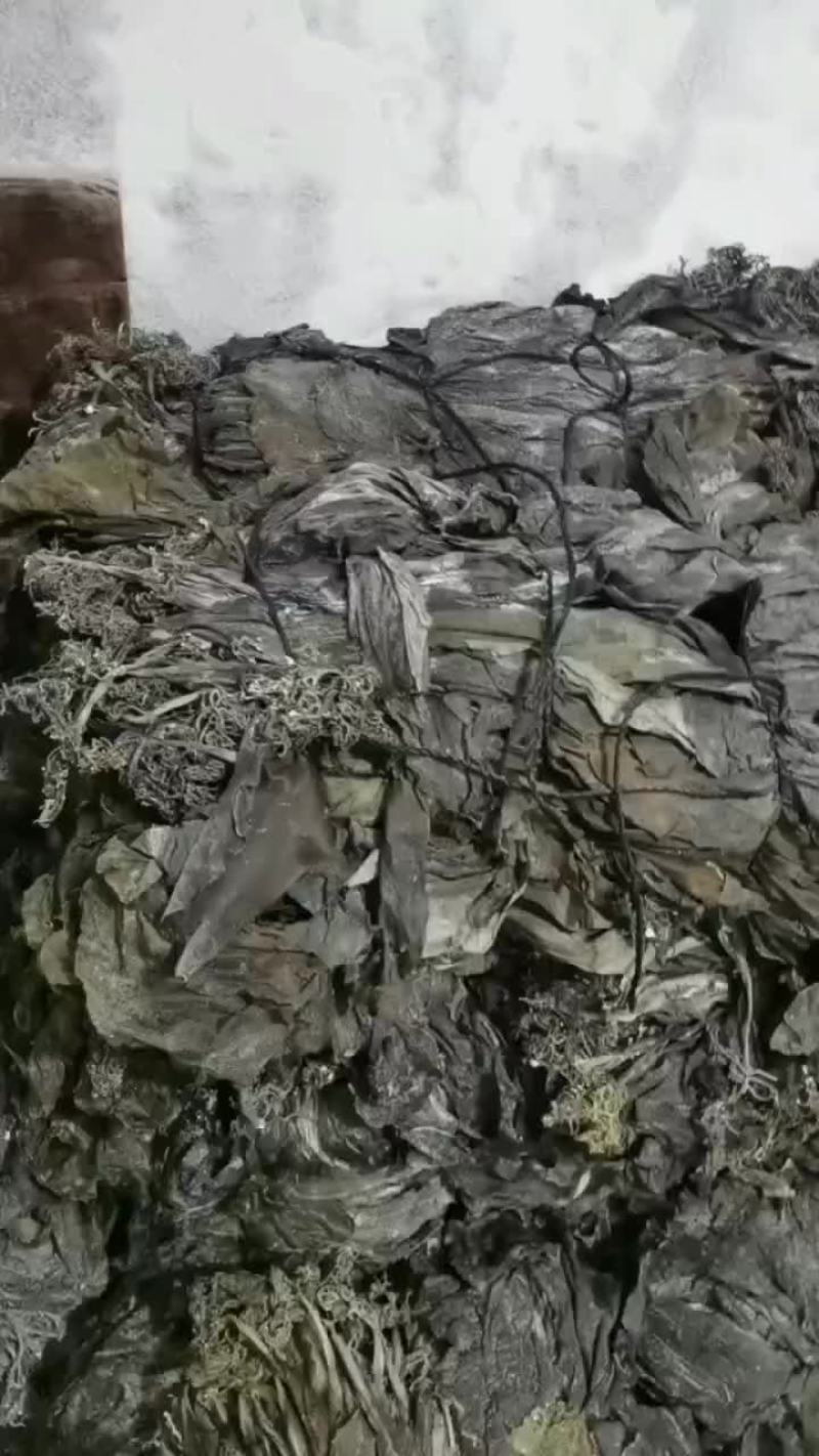 干海带，海带头海带结沙菜海带长板海带短板海带