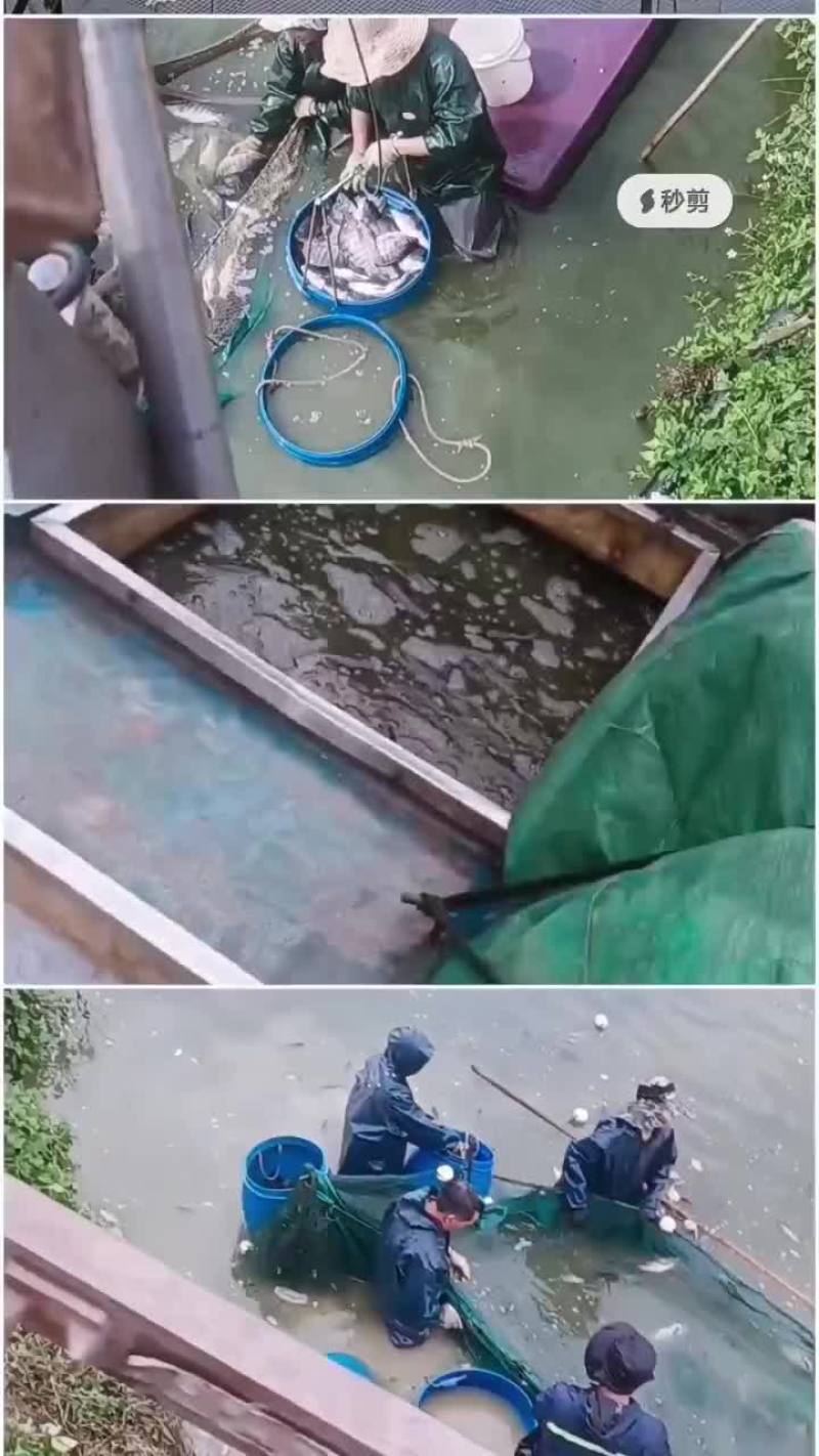 罗非鱼