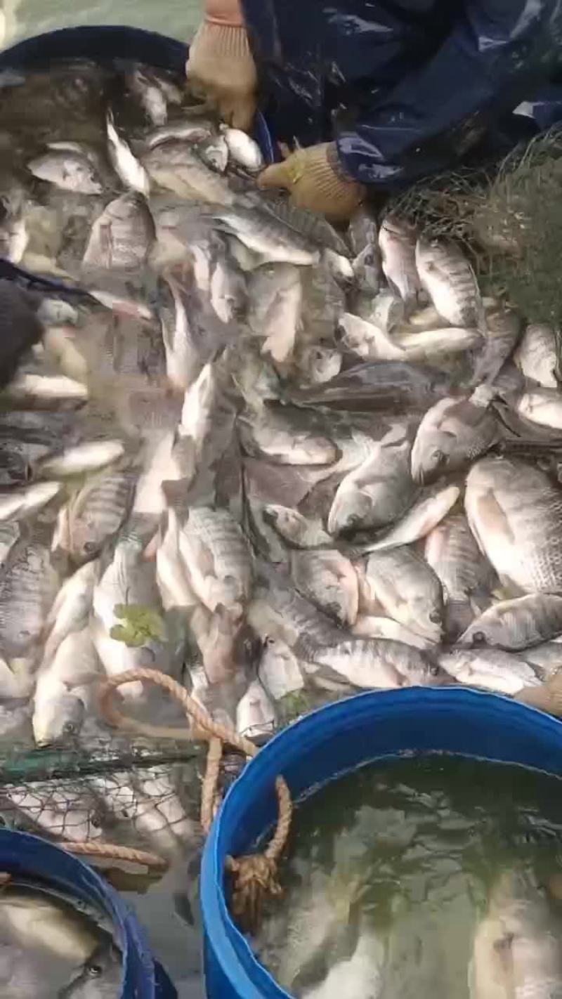 罗非鱼