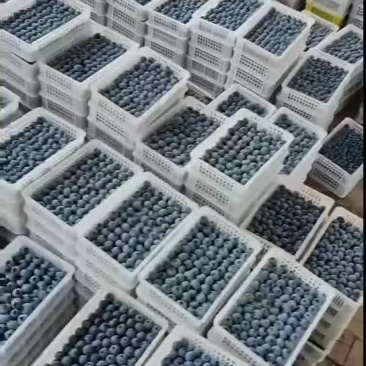 精品蓝莓F6优瑞卡L