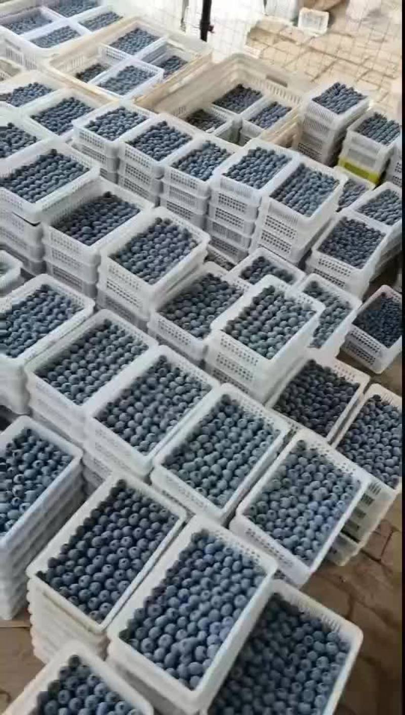 精品蓝莓F6优瑞卡L