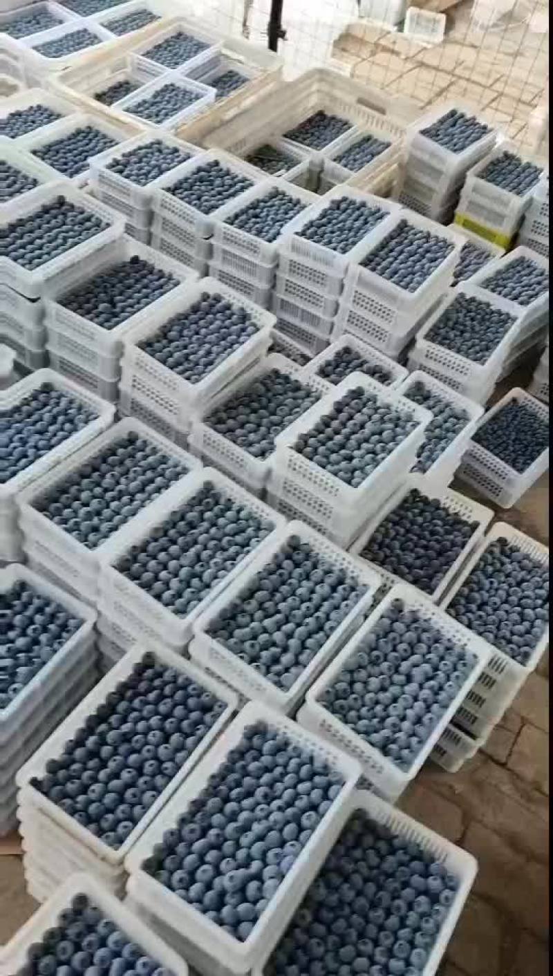 精品蓝莓F6优瑞卡L