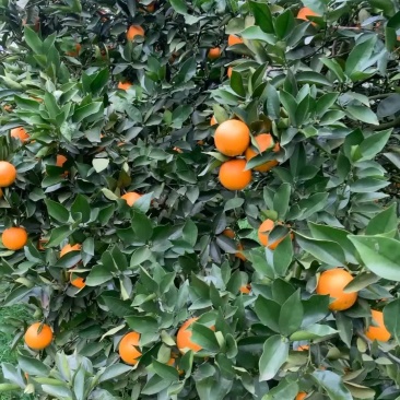 夏橙