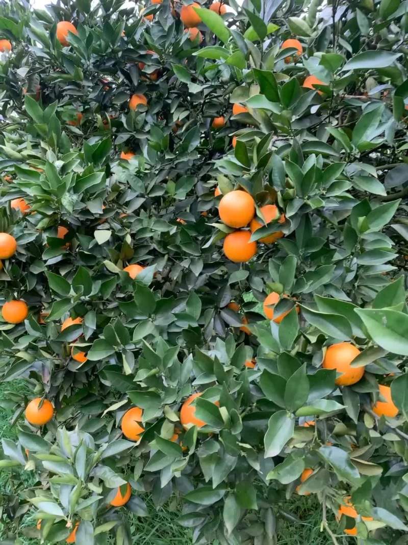 夏橙