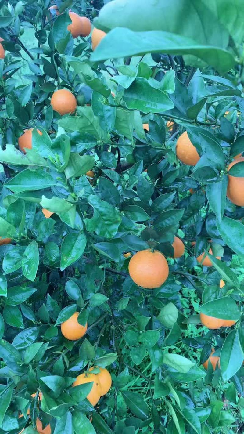 夏橙