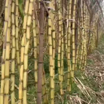 广西黄金甘蔗