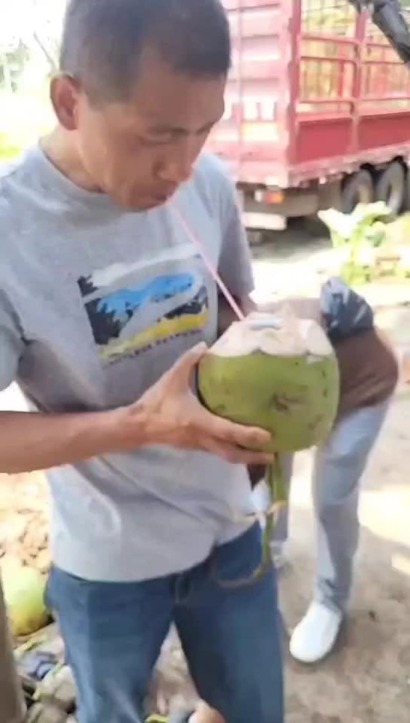 优选推荐海南椰子，大量有货，新鲜椰子通货产地直发一手货源