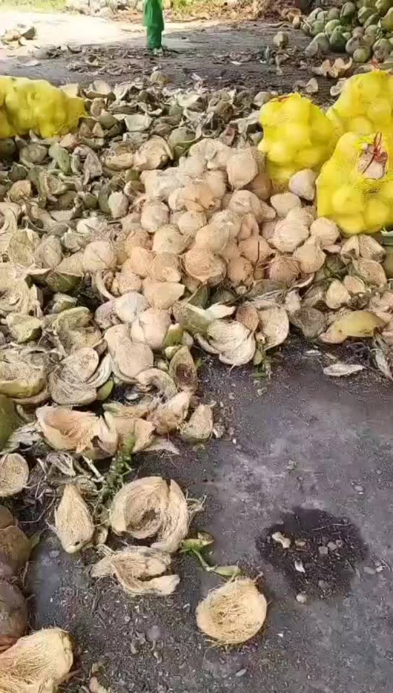 优选推荐海南椰子，大量有货，新鲜椰子通货产地直发一手货源