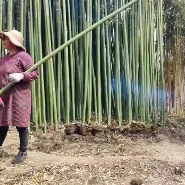 毛竹