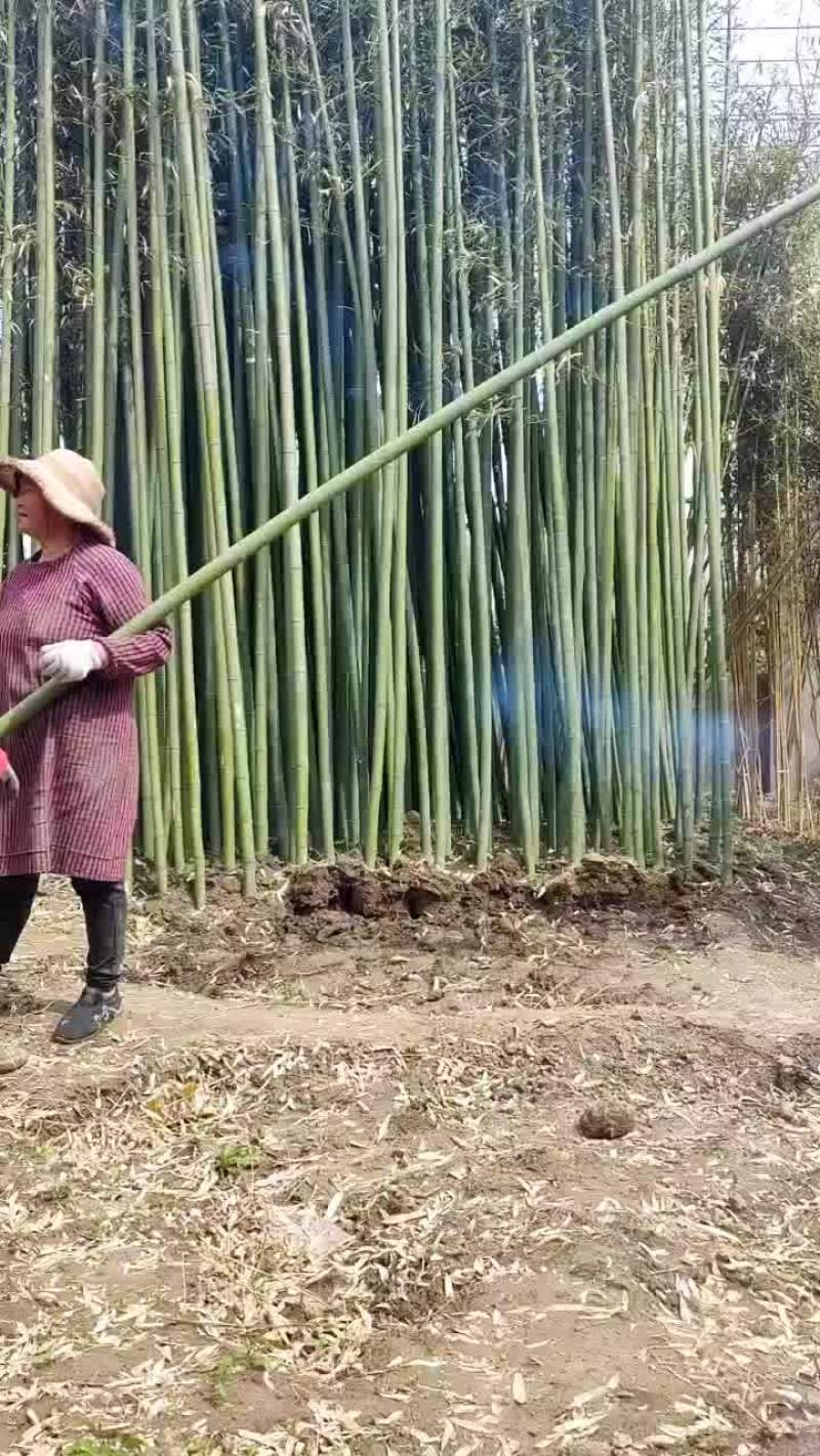 毛竹