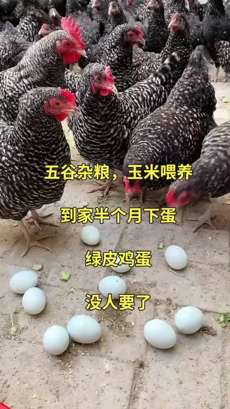 脱温芦花鸡苗青年产蛋芦花鸡产蛋王绿壳蛋鸡