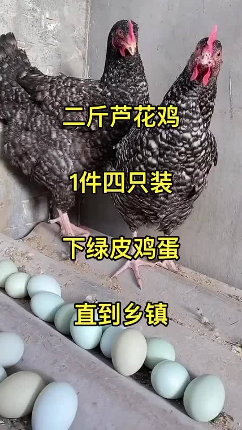 脱温芦花鸡苗青年产蛋芦花鸡产蛋王绿壳蛋鸡