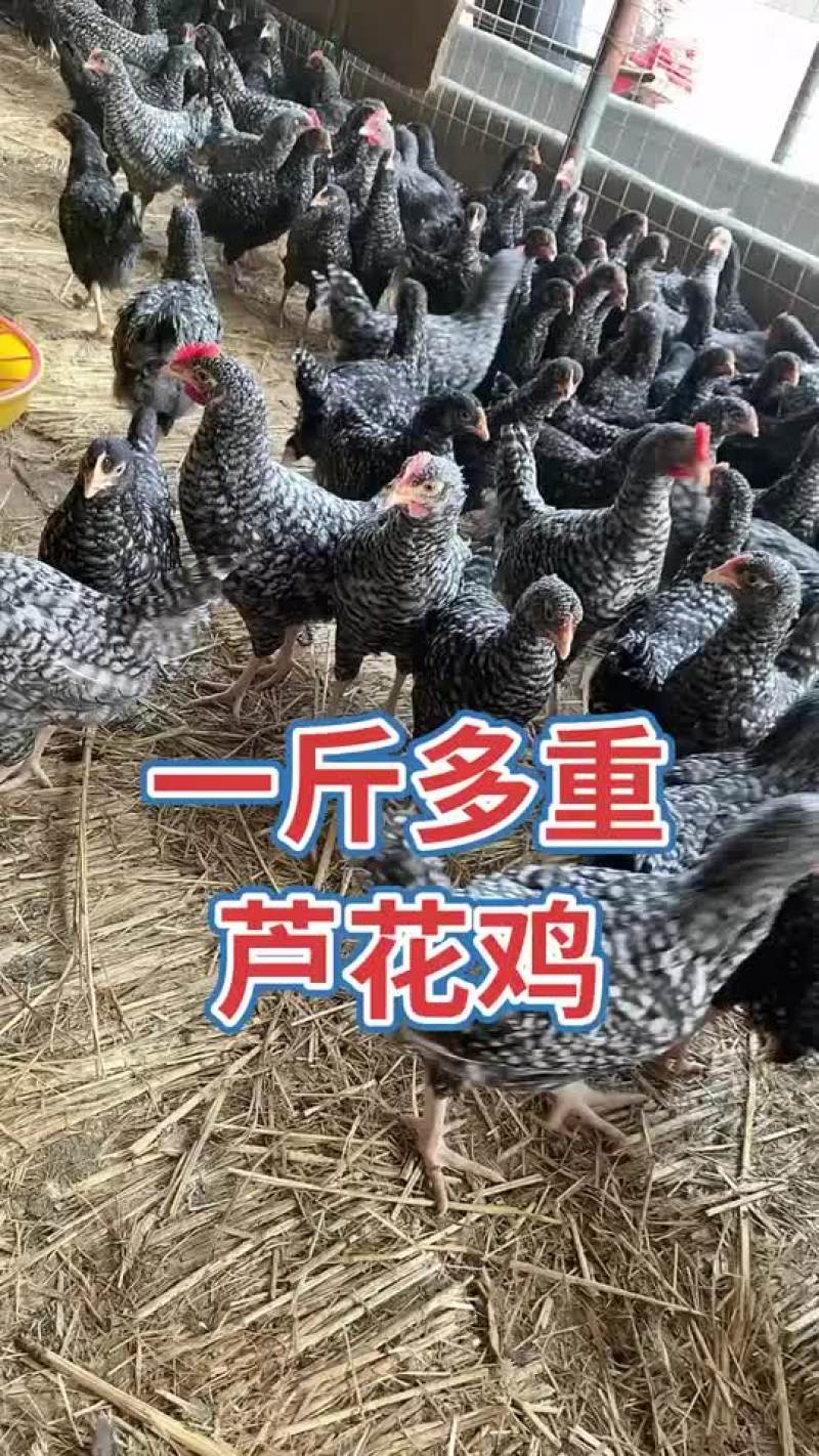 脱温芦花鸡苗青年产蛋芦花鸡产蛋王绿壳蛋鸡
