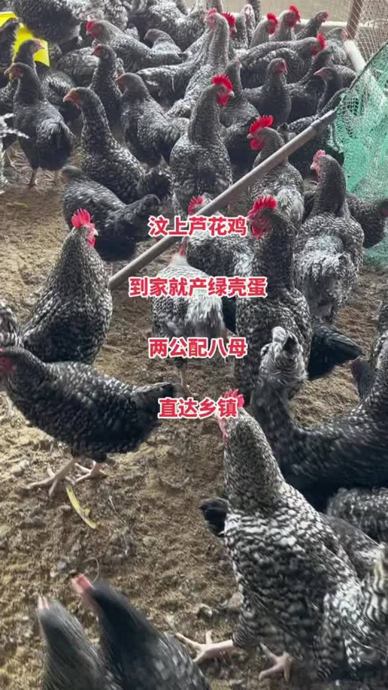 脱温芦花鸡苗青年产蛋芦花鸡产蛋王绿壳蛋鸡