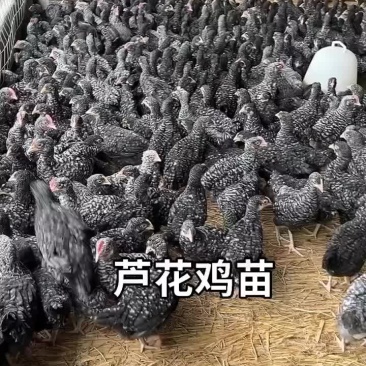 脱温芦花鸡苗青年产蛋芦花鸡产蛋王绿壳蛋鸡