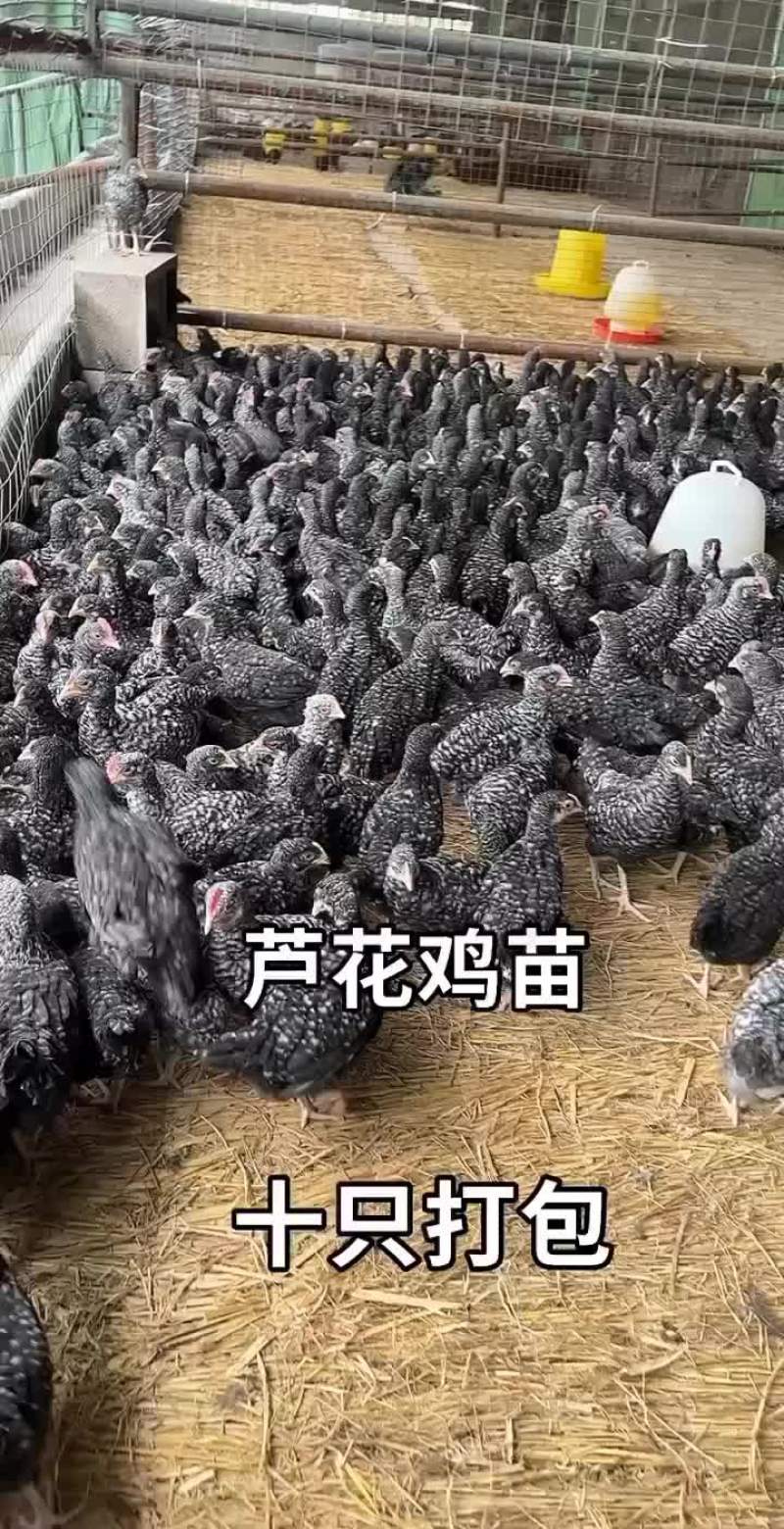 脱温芦花鸡苗青年产蛋芦花鸡产蛋王绿壳蛋鸡