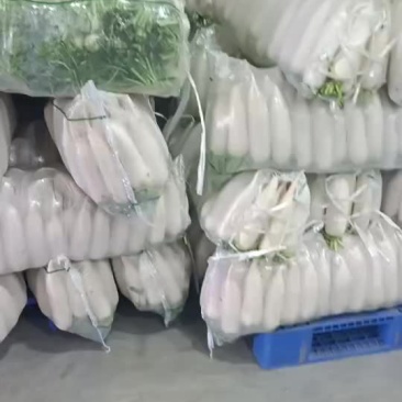 四排五排白萝卜天门沙洋