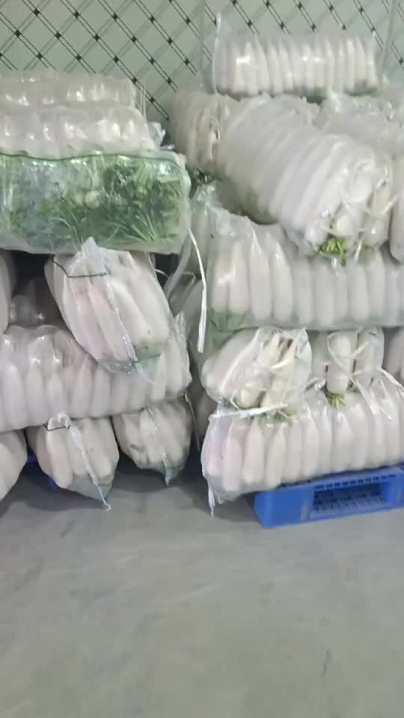 四排五排白萝卜天门沙洋
