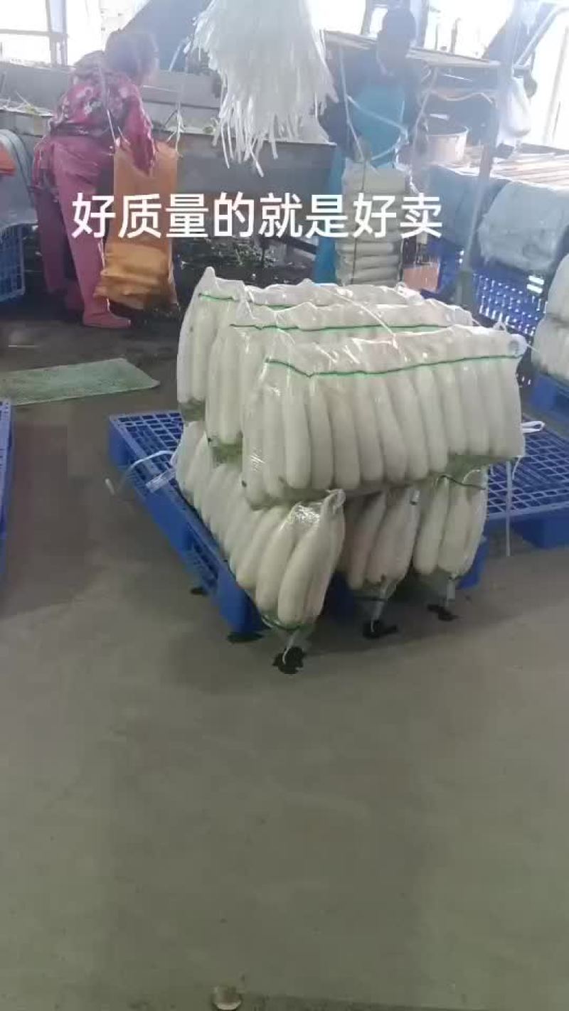 四排五排白萝卜天门沙洋