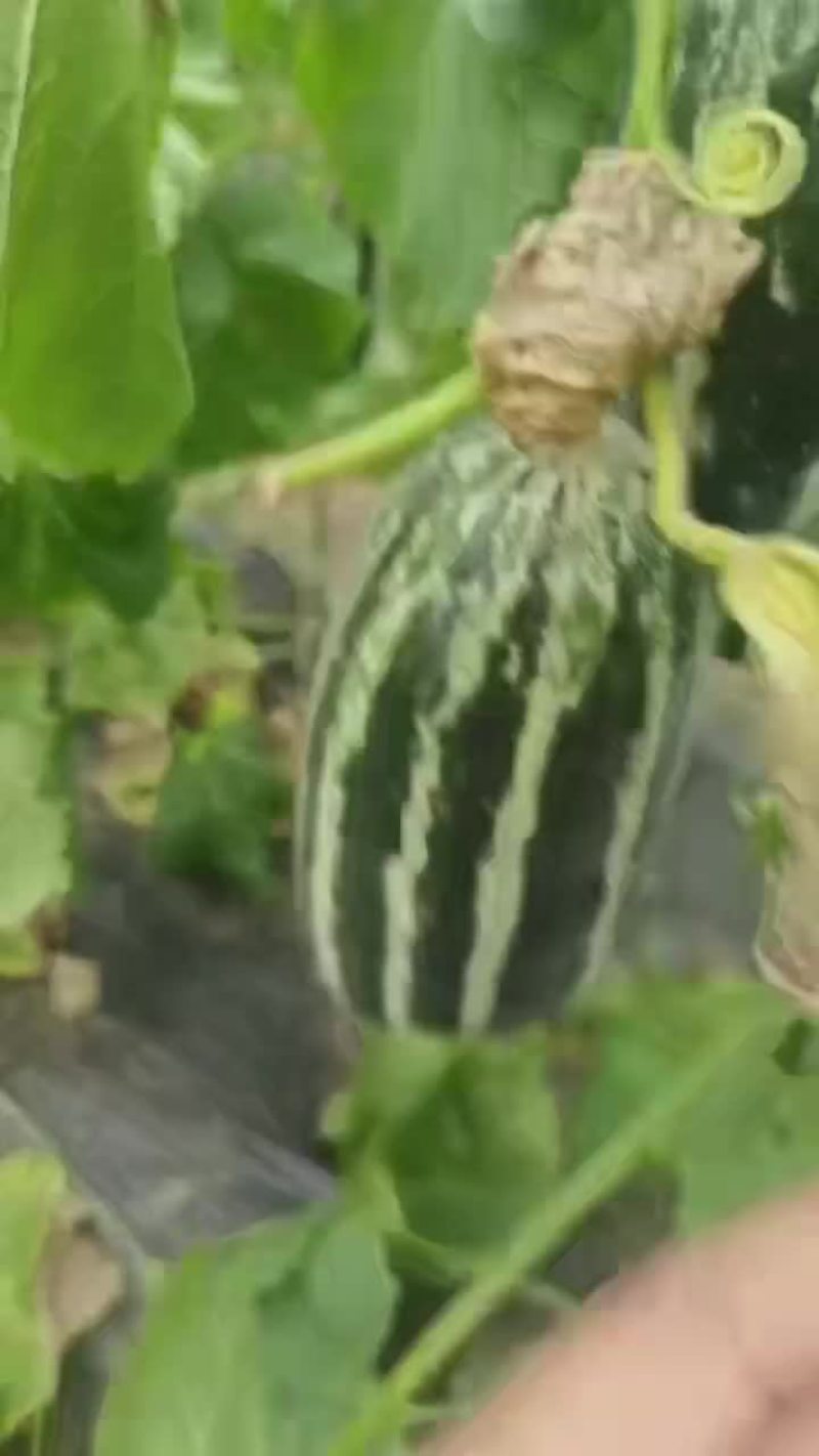 大量上市