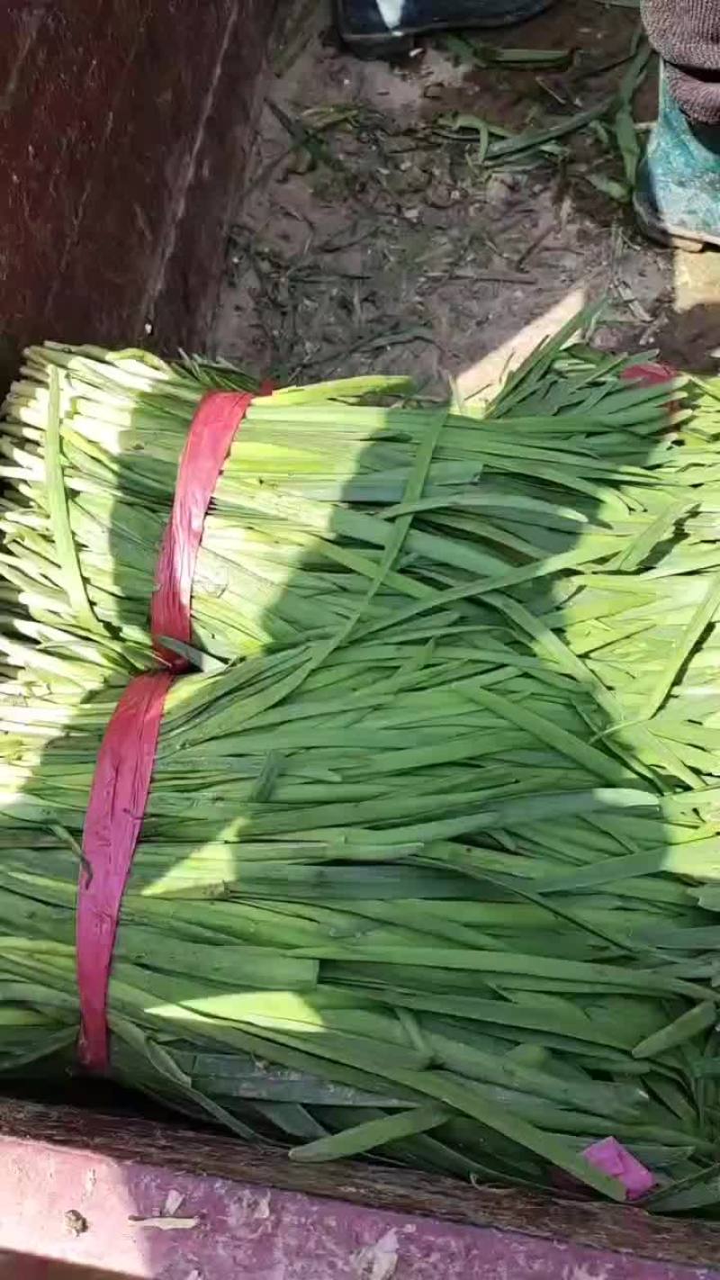 柘城县精品韭菜大量上市中。