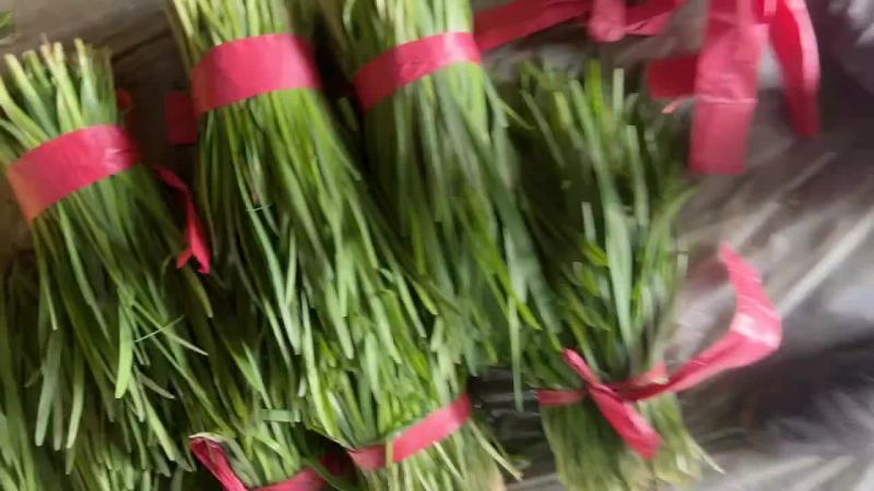 柘城县精品韭菜大量上市中。