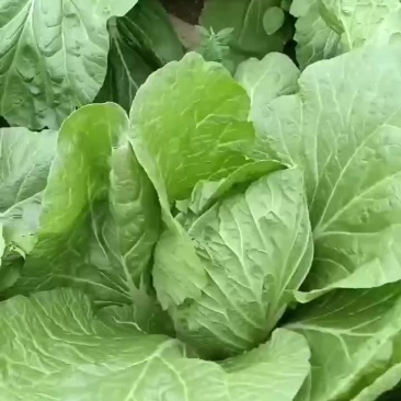 大棚黄心白菜