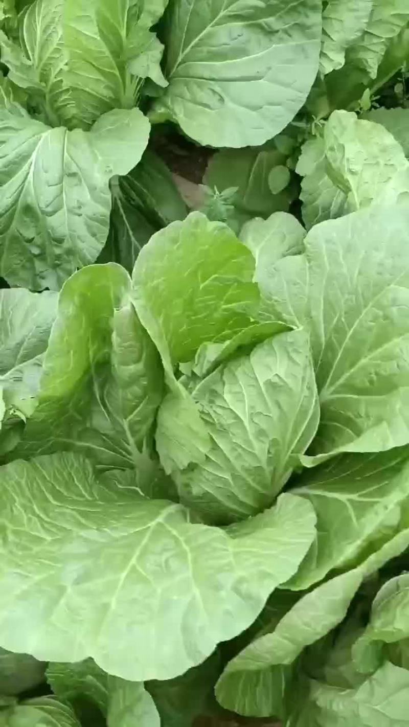 大棚黄心白菜