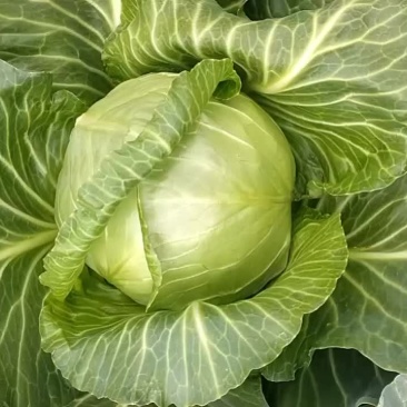 甘蓝