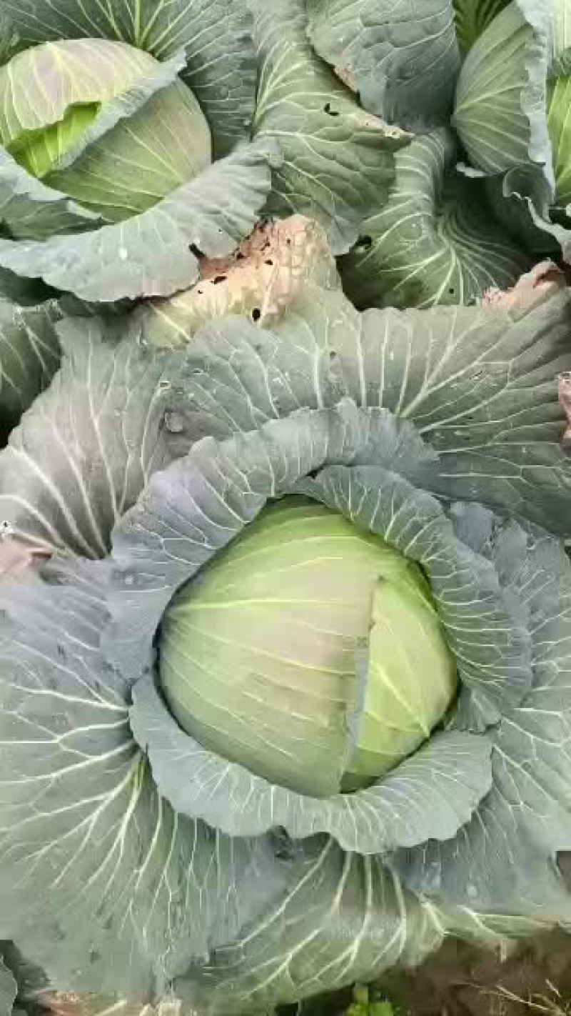 扁包每天发货，支持全国发货