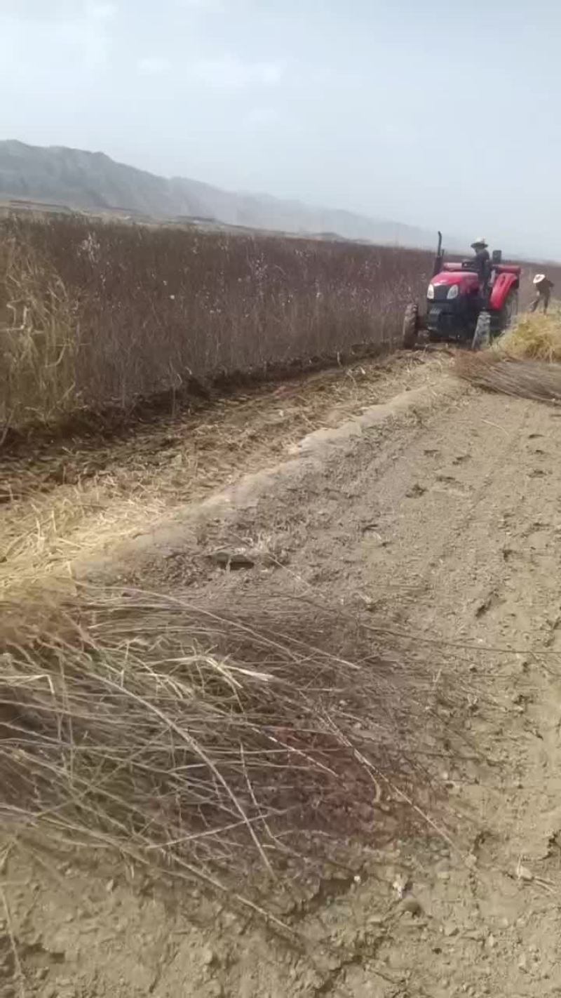 山毛桃