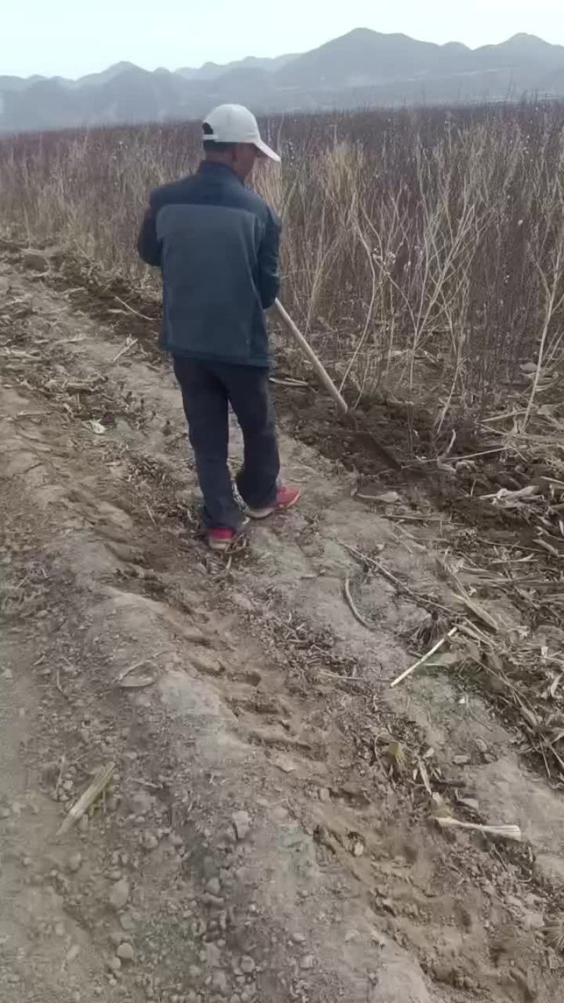 山毛桃