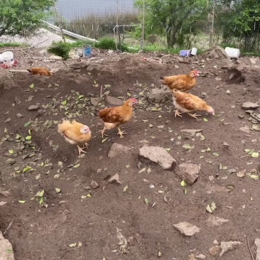 三黄鸡公