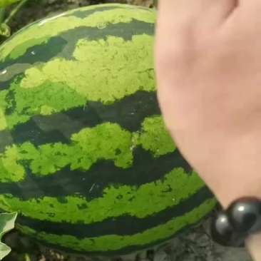 云南甜王