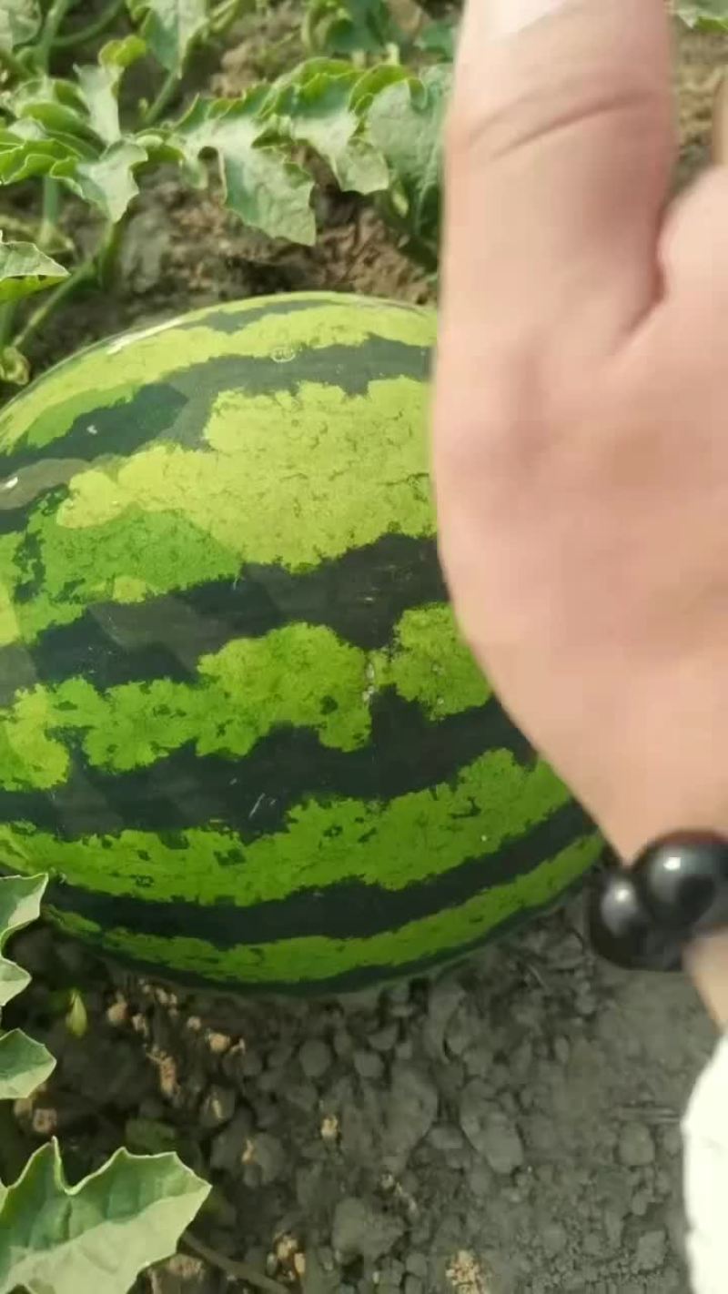 云南甜王