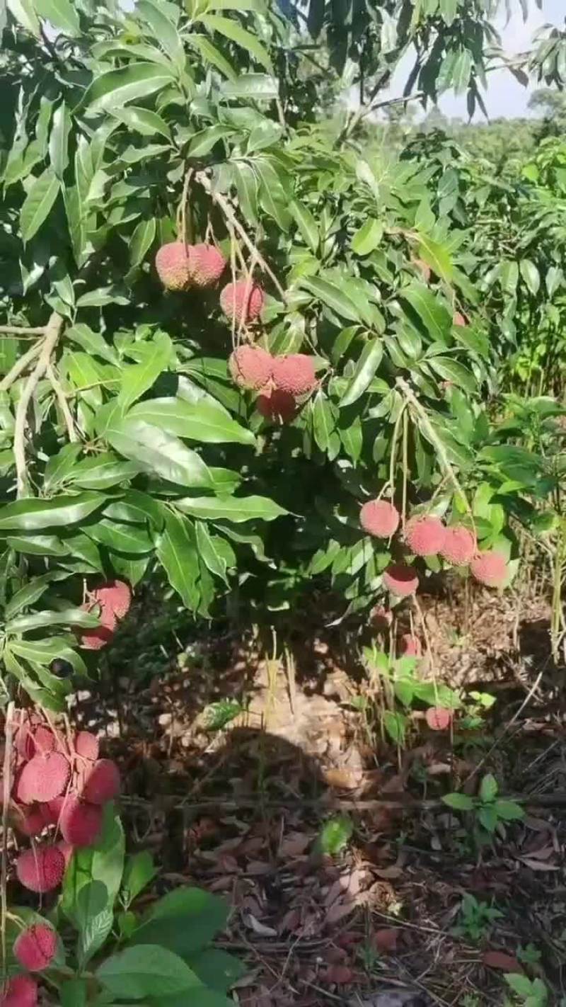 荔枝