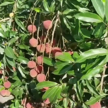 荔枝
