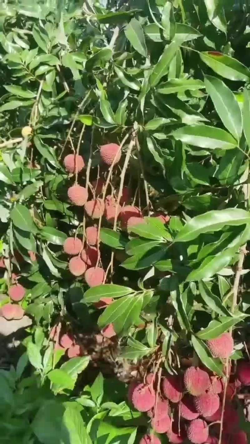 荔枝