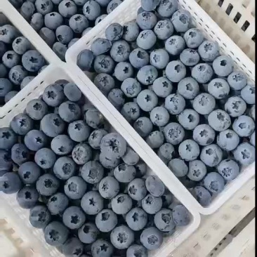 精品蓝莓F6优瑞卡L