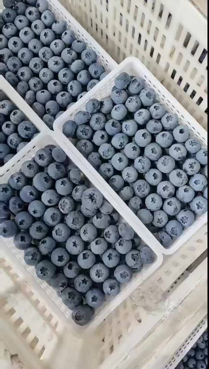 精品蓝莓F6优瑞卡L