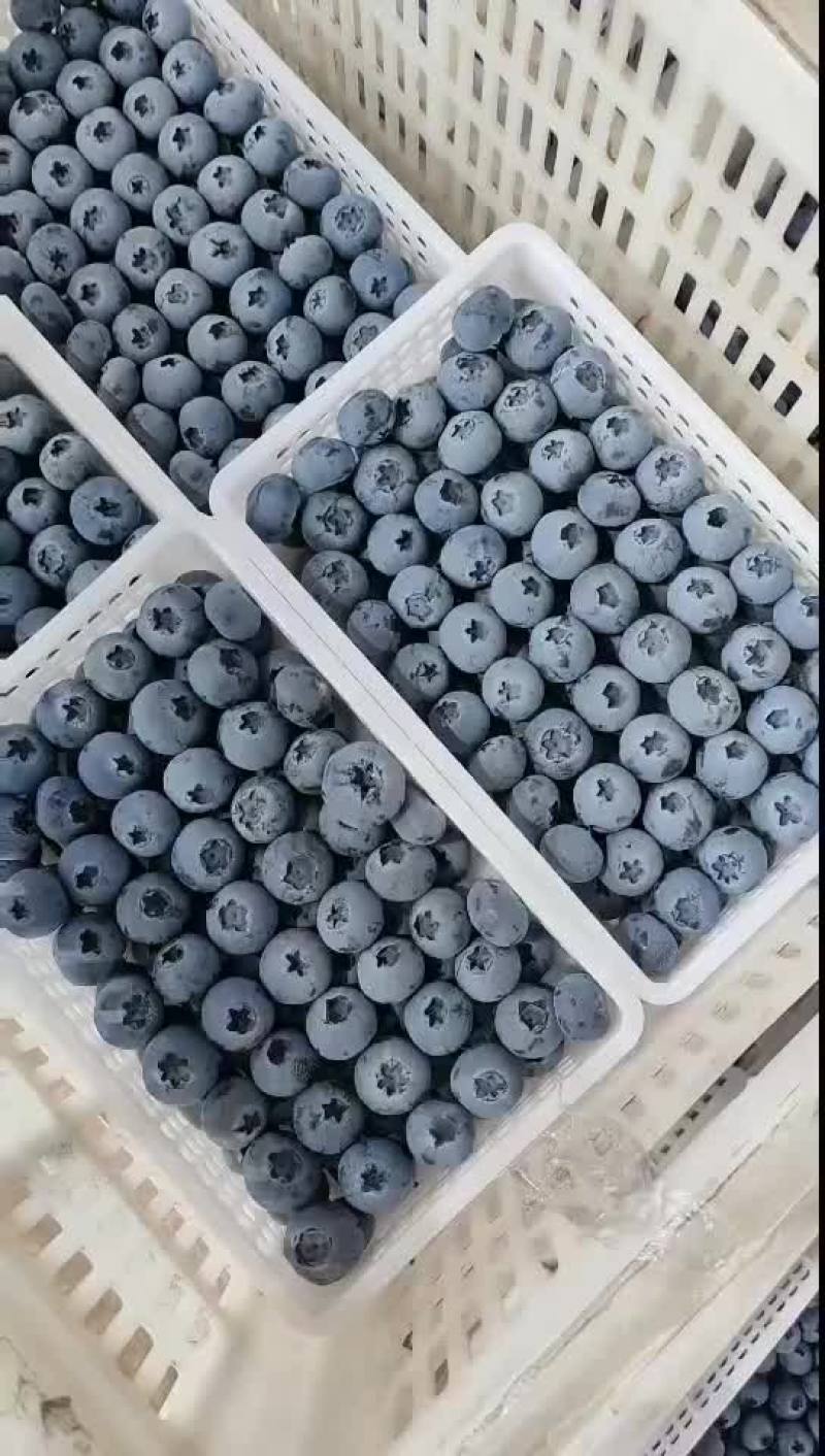 精品蓝莓F6优瑞卡L