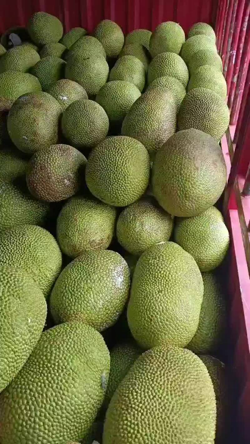 海南产地菠萝蜜马来1号高次果货源充足