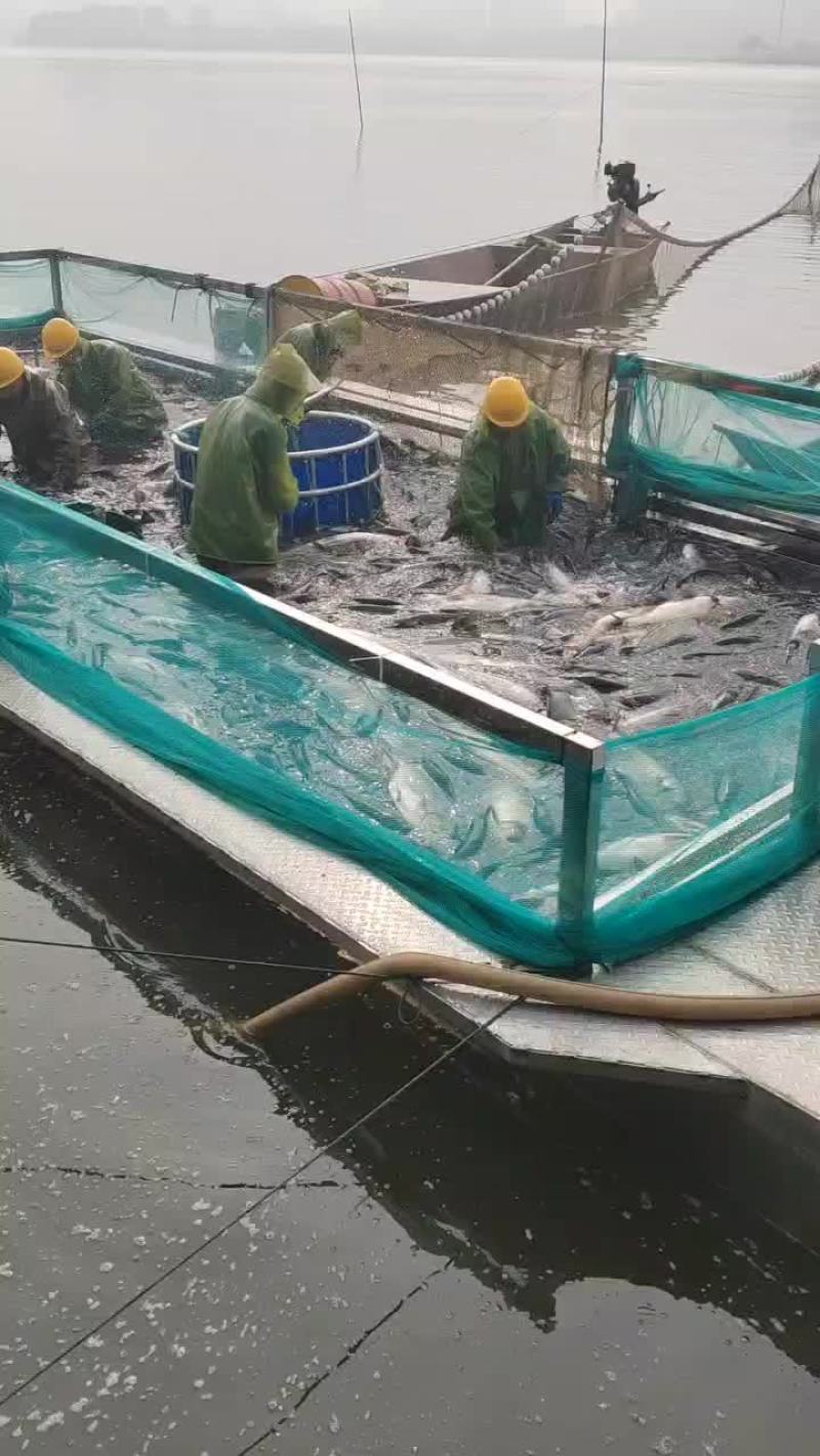 花鲢大头鲢鳙胖头