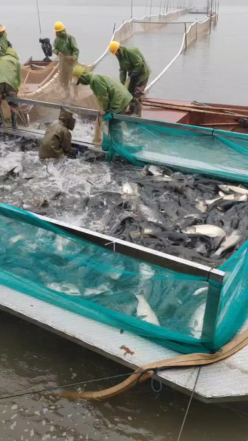 花鲢大头鲢鳙胖头