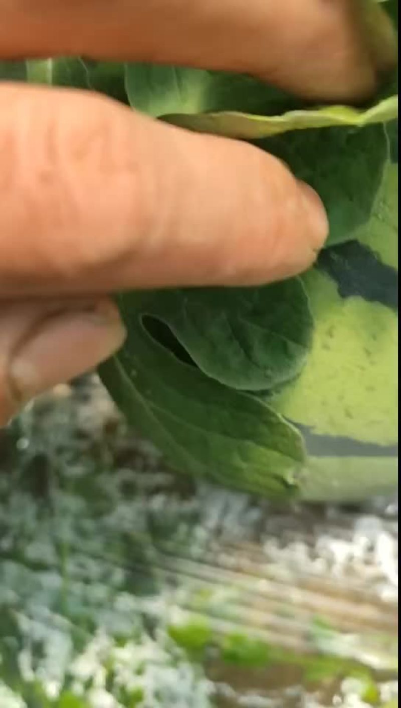 嘉年华5号大量供应现货