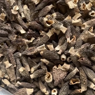 羊肚菌中期货，手选4到7