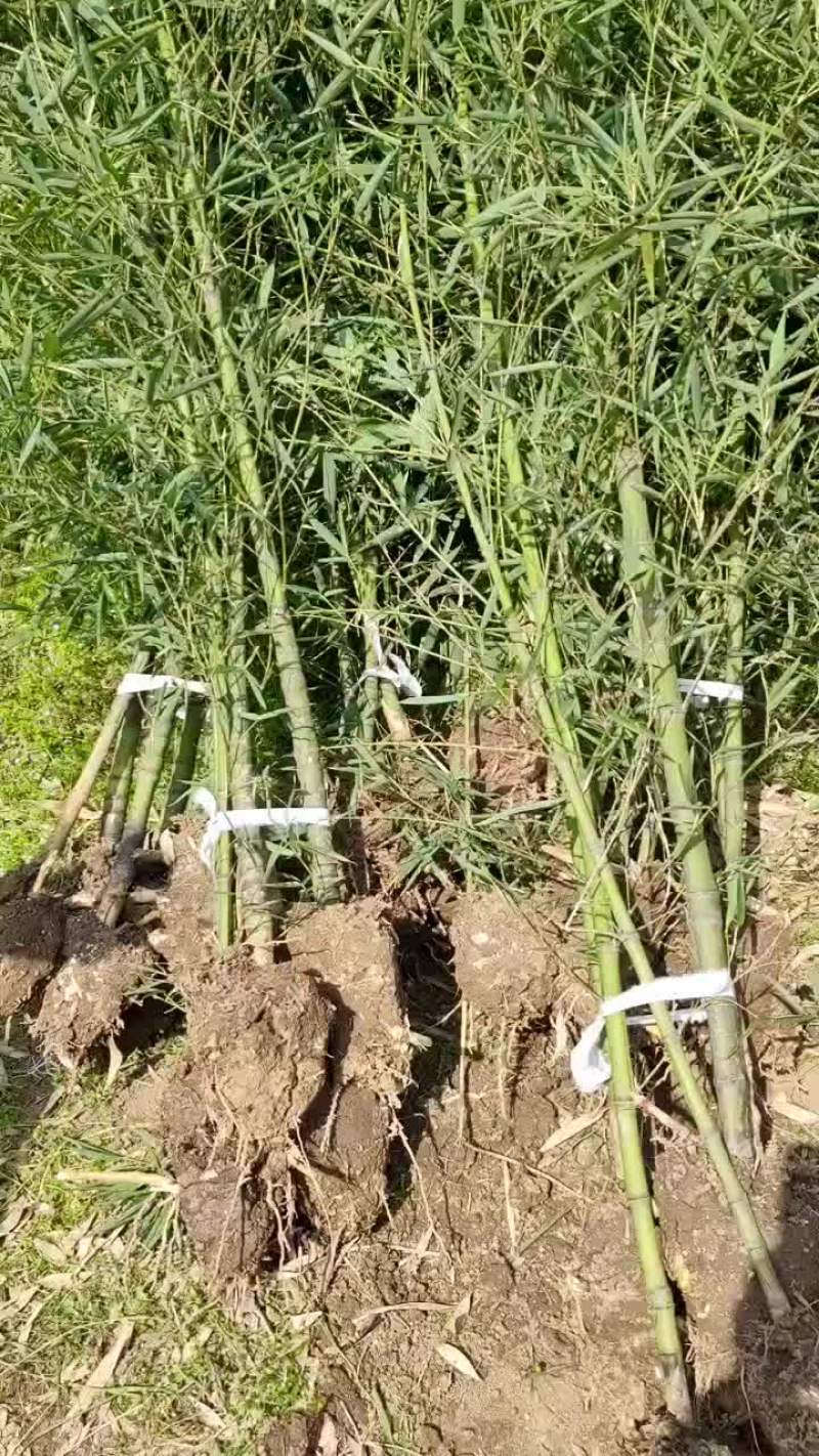 罗汉竹