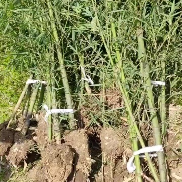 罗汉竹